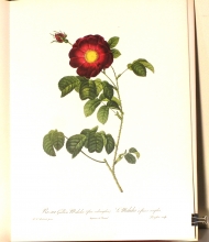 Zauber der Rose 15/24